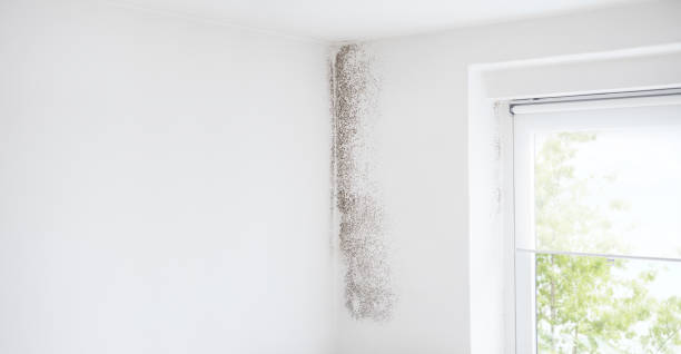 Mold Odor Removal Services in Pearl River, MS